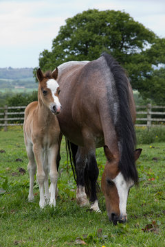 Mare with her filly foal
