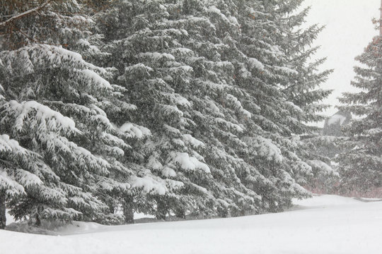 firs and snofall