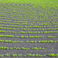 field with irrigation system on volcanic lapilli ground