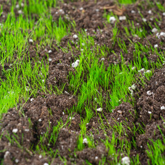 Closeup of young fresh green grass in the soil