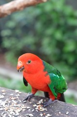 キンショウジョウインコ