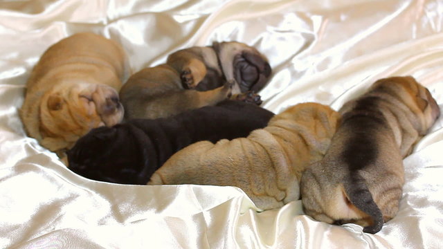 Shar pei puppy