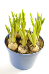 Young Hyacinths with Bulbs Isolated on White