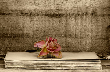 faded rose