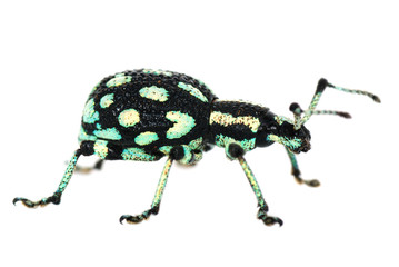 weevil on the white paper