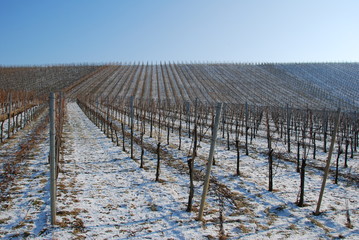 Weinberg im Winter