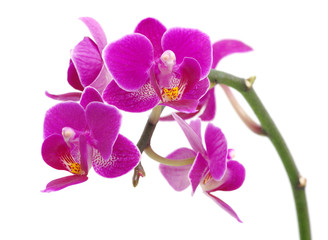Naklejka na ściany i meble Pink orchid