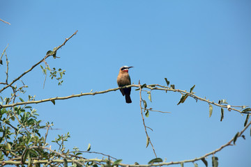 Lilac-breasted Roller