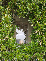Hedge Window