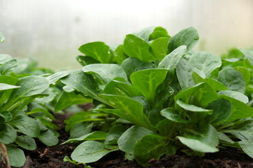 Feldsalat Nahaufnahme