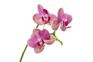 Obraz na płótnie Canvas Orchid kwiat