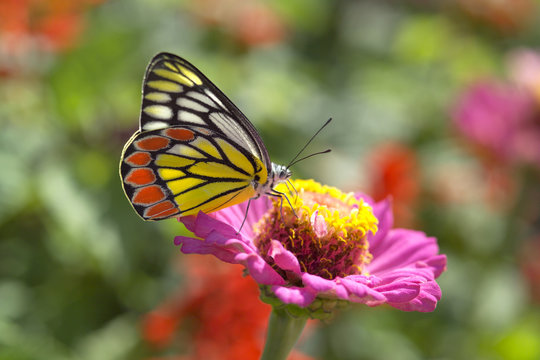 Beautiful butterfly resting on pink daisy