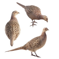 Set Pheasant isolated on white background