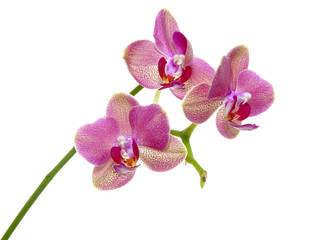 Fototapeta na wymiar Orchid kwiat
