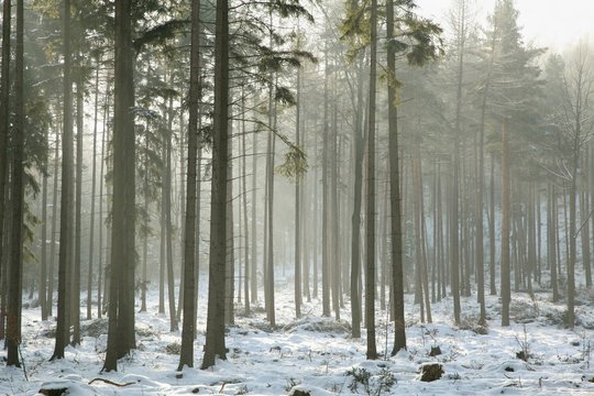 Fototapeta Coniferous forest on a frosty winter morning