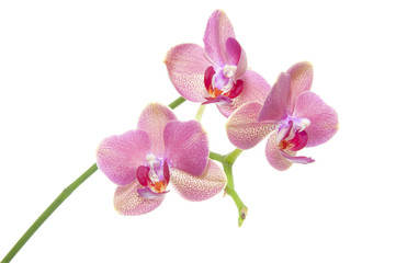 Obraz premium Orchid on white