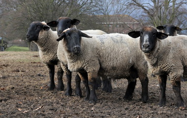 ewes