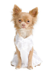 Chihuahua bride