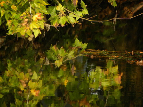reflets feuilles sur rivi&egrave;re