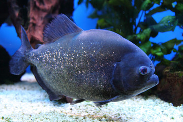 piranha