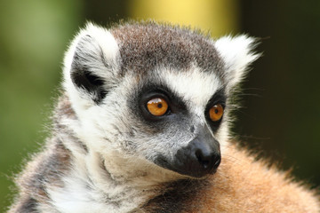head of lemur monkey