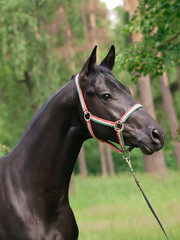 Obraz premium portrait of wonderful stallion