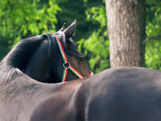 portrait of amazing around  black stallion