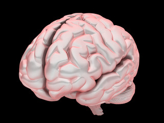 brain