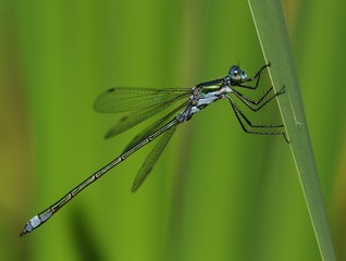 Dragonfly