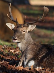 Lying fallow deer