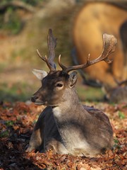 Lying fallow deer