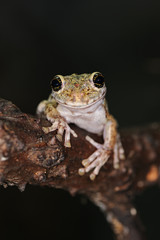 Arboreal frog