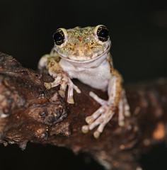 Arboreal frog