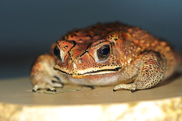 Arboreal frog