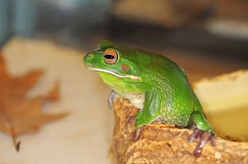 Arboreal frog