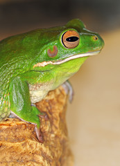 Arboreal frog