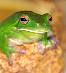 Arboreal frog
