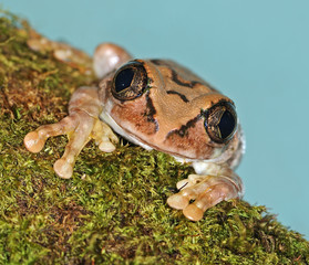 Arboreal frog