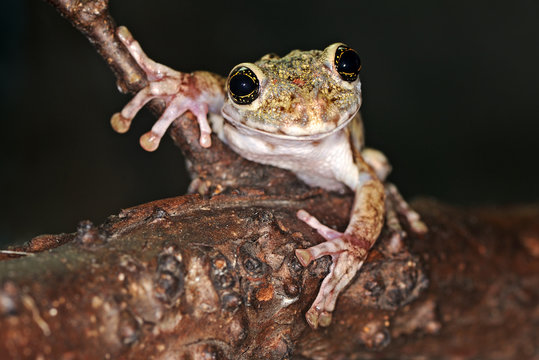 Arboreal frog