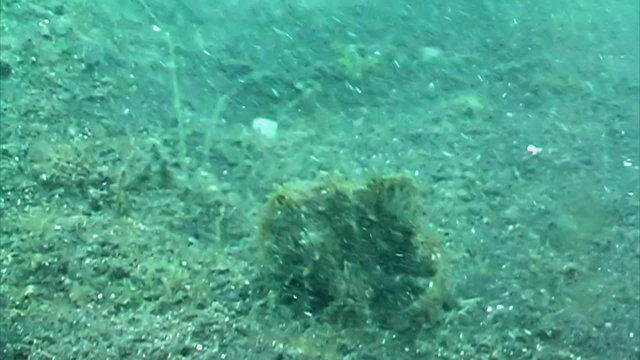 Frog Fish