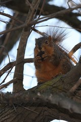 Squirrel eating a nut