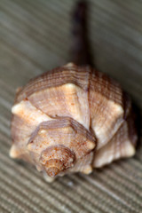 conchiglia di mollusco