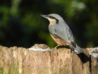 Nuthatch
