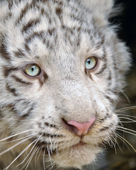 Closeup white baby tiger  head