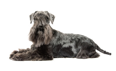 Miniature Schnauzer black