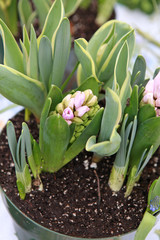 spring hyacinth