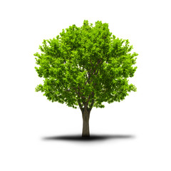 green free tree