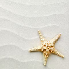 Fototapeta na wymiar sand background with shells and starfish