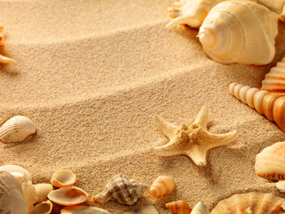 Fototapeta na wymiar muszelki z piasku jako tło