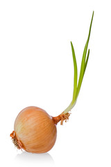 Yellow Onion (Allium cepa)